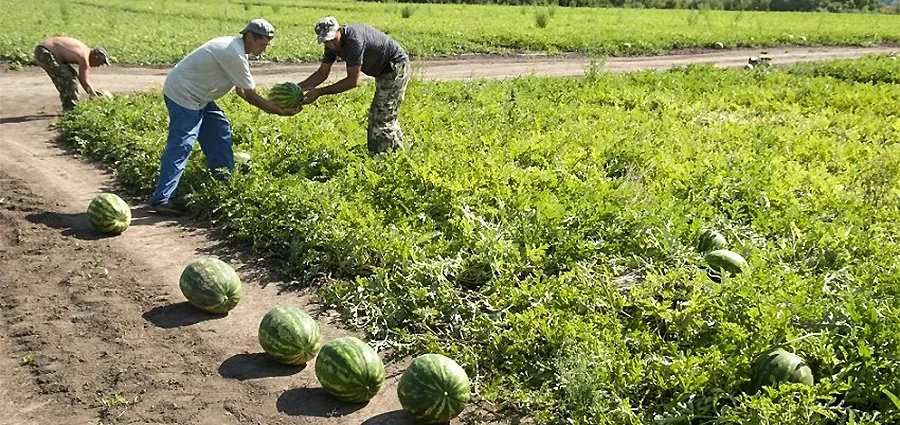 Троє чоловіків збирають стиглі кавуни на полі біля ґрунтової дороги